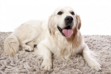 Area Rug Cleaning in Conley, GA