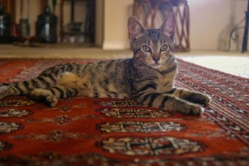 Oriental rug cleaning in Smyrna, GA by Right Touch Floor Service.