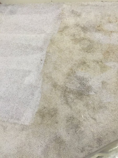 Before and After Carpet Cleaning in Atlanta, GA (1)